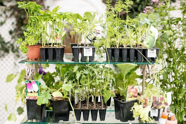 Plantones huerto urbano