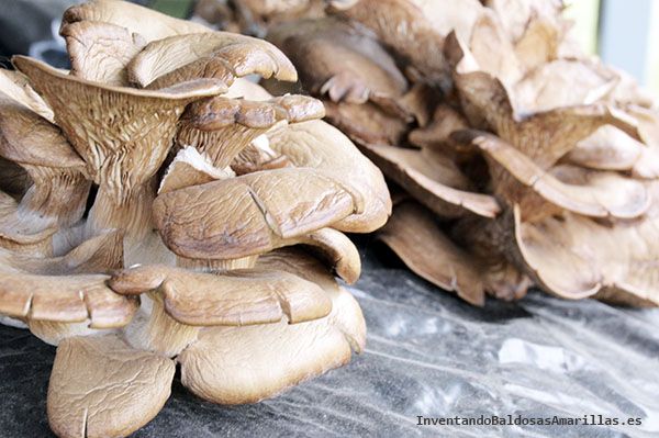 Setas cultivadas de forma ecológica.